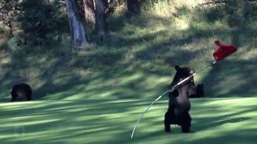 funny-bear-golf-course-gif