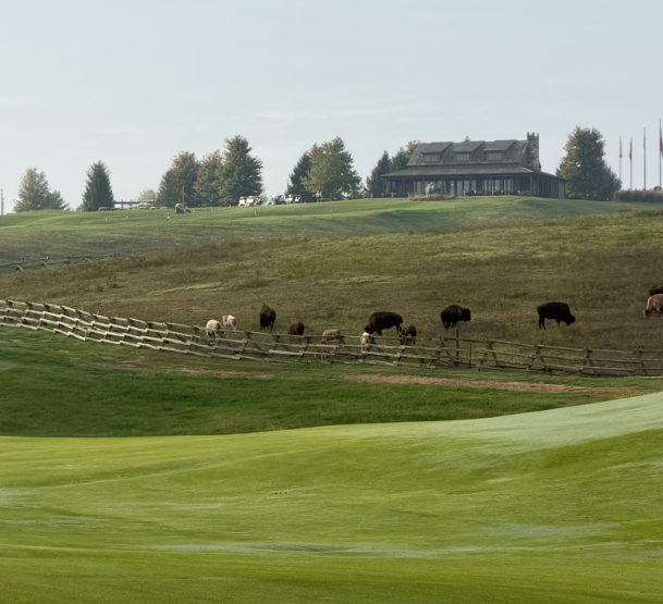 homewherebuffalo roam